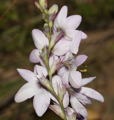 Ixia stolonifera, photographed by Brian du Preez