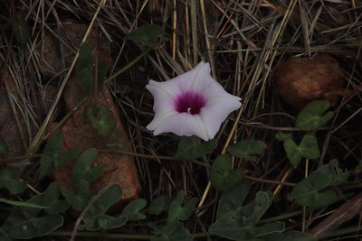 Ipomoea bathycolpos, photographed by Tony Rebelo