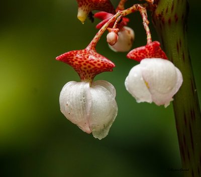 Begonia roxburghii, photographed by Rejoice Gassah