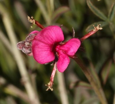 Indigofera complicata, photographed by Brian du Preez