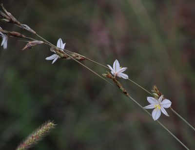 Chlorophytum cooperi, photographed by Tony Rebelo