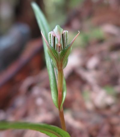 Pterostylis irsoniana, photographed by Alice Shanks