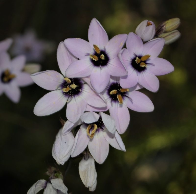 Ixia stolonifera, photographed by Brian du Preez