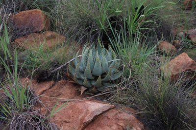 Aloe peglerae, photographed by Tony Rebelo
