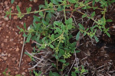 Limeum viscosum, photographed by Tony Rebelo