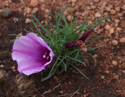 Ipomoea bolusiana, photographed by Tony Rebelo