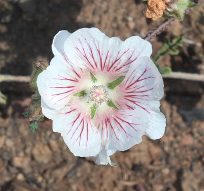 Anisodontea dissecta, photographed by Brian du Preez