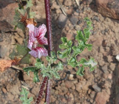 Anisodontea dissecta, photographed by Brian du Preez