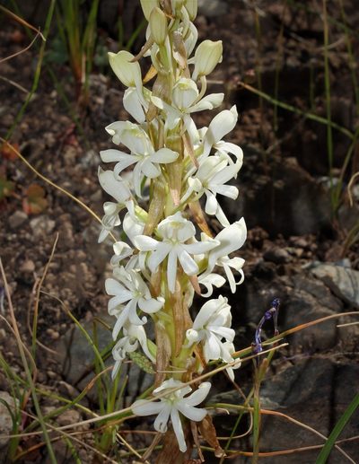 Satyrium pallens, photographed by Brian du Preez