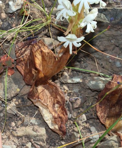 Satyrium pallens, photographed by Brian du Preez