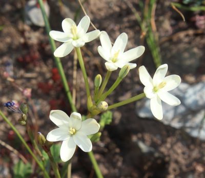 Ixia paucifolia, photographed by Brian du Preez