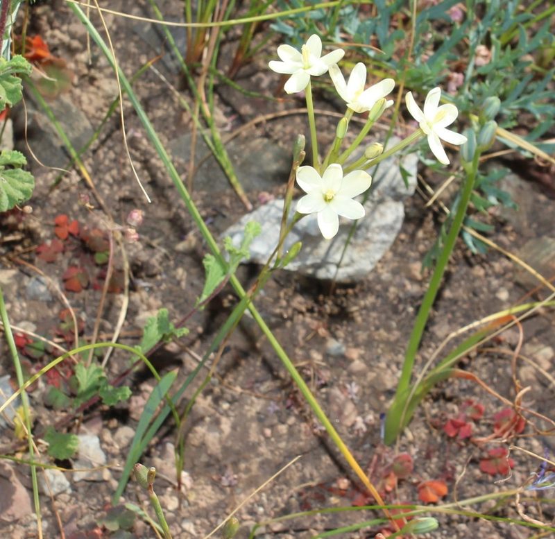 Ixia paucifolia, photographed by Brian du Preez