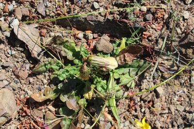 Perdicium capense, photographed by Brian du Preez