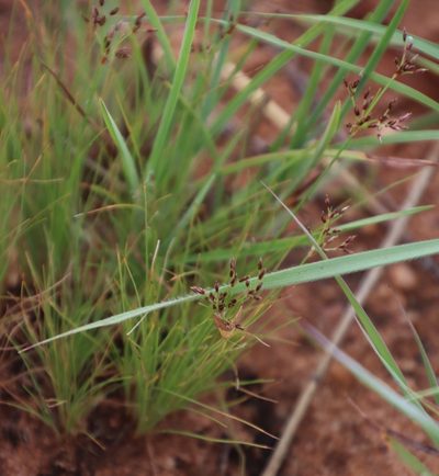 Bulbostylis burchellii, photographed by Tony Rebelo