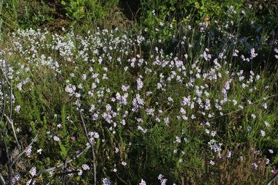 Ixia stolonifera, photographed by Brian du Preez