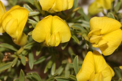 Polhillia obsoleta, photographed by Brian du Preez
