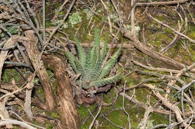 Tulista pumila, photographed by Brian du Preez