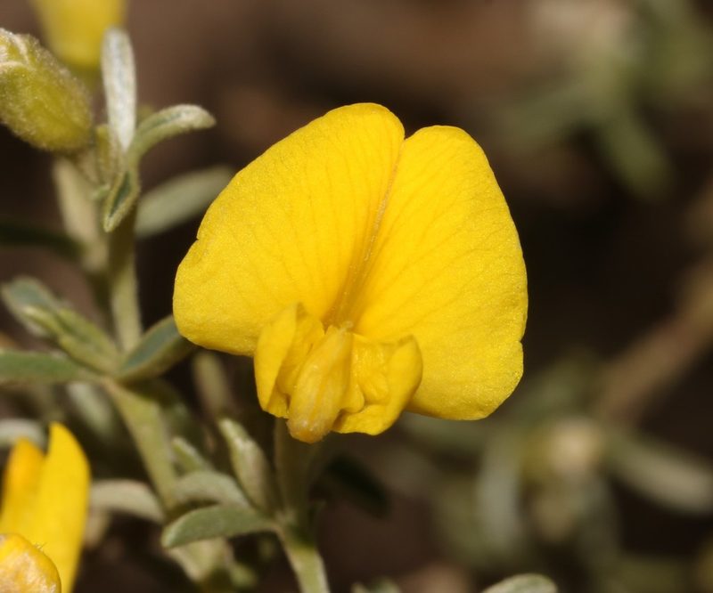 Polhillia groenewaldii, photographed by Brian du Preez