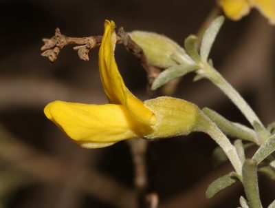 Polhillia groenewaldii, photographed by Brian du Preez