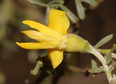 Polhillia groenewaldii, photographed by Brian du Preez