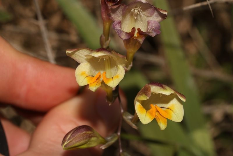 Freesia refracta, photographed by Brian du Preez