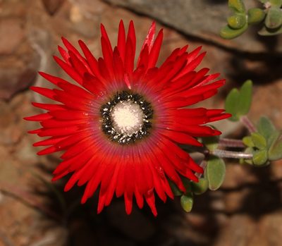 Drosanthemum speciosum, photographed by Brian du Preez