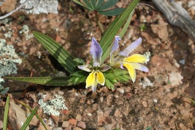 Babiana patula, photographed by Brian du Preez