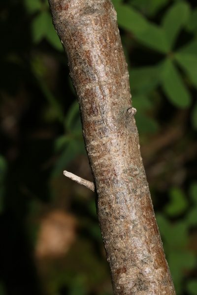 Polhillia obsoleta, photographed by Brian du Preez
