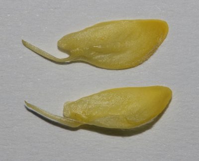 Polhillia groenewaldii, photographed by Brian du Preez