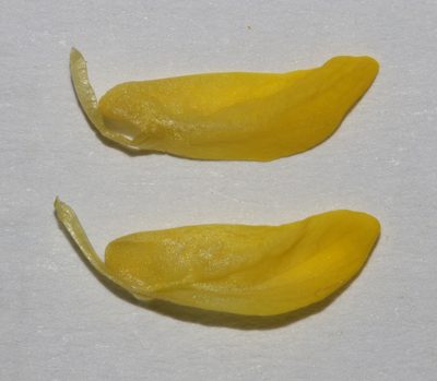 Polhillia groenewaldii, photographed by Brian du Preez
