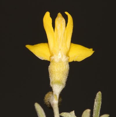 Polhillia groenewaldii, photographed by Brian du Preez
