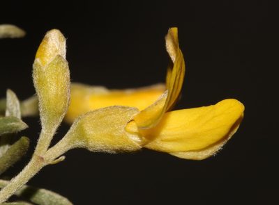 Polhillia groenewaldii, photographed by Brian du Preez