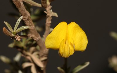 Polhillia groenewaldii, photographed by Brian du Preez