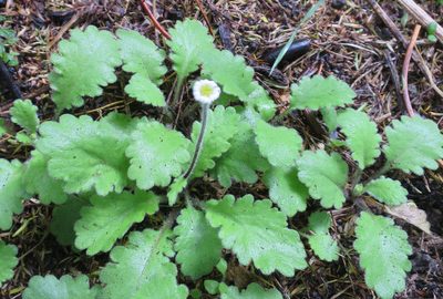 Lagenophora pinnatifida, photographed by Alice Shanks