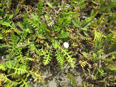 Leptinella minor, photographed by Alice Shanks