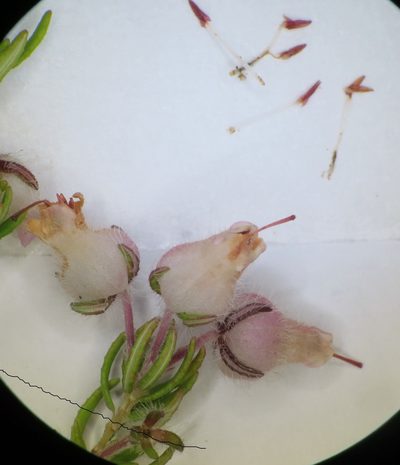 Erica oxyandra, photographed by linkie