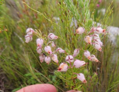 Erica oxyandra, photographed by linkie