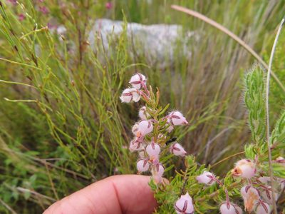 Erica oxyandra, photographed by linkie