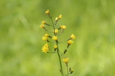 Crepis praemorsa, photographed by Константин Селивёрстов