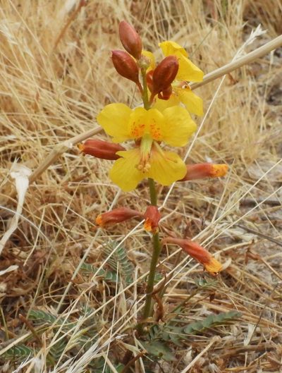 Hoffmannseggia trifoliata, photographed by desertnaturalist