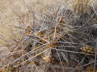 Maihueniopsis hickenii, photographed by desertnaturalist