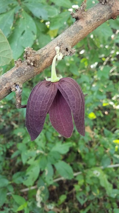 Sapranthus violaceus, photographed by geralg