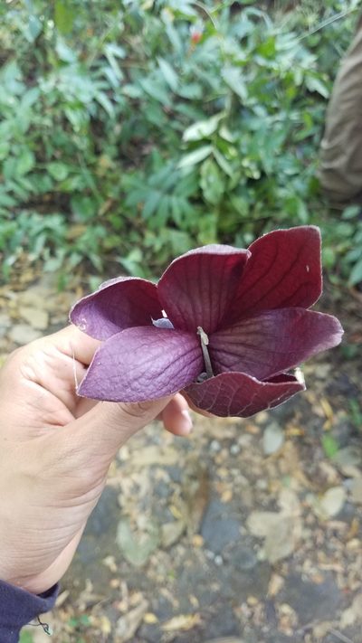 Sapranthus violaceus, photographed by geralg