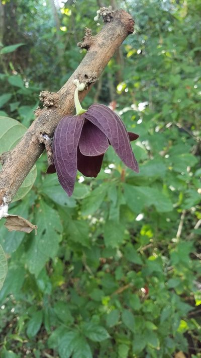 Sapranthus violaceus, photographed by geralg