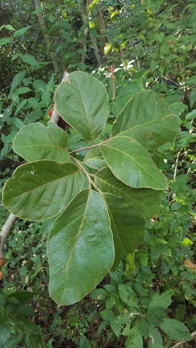 Sapranthus violaceus, photographed by geralg