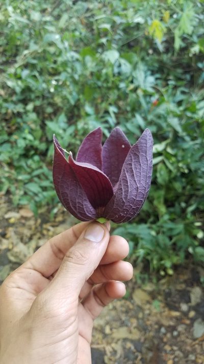 Sapranthus violaceus, photographed by geralg
