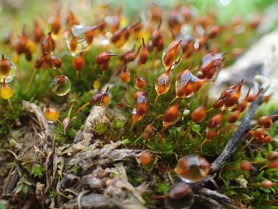 Microbryum davallianum, photographed by George Greiff