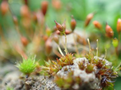 Microbryum davallianum, photographed by George Greiff