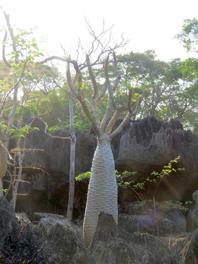 Pachypodium lamerei, photographed by Micha Baum