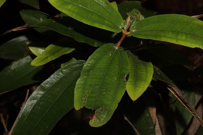 Miconia albicans, photographed by alejandrozab